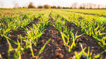 Conselho de Governo aprova transferência de mais de 7M€ para o setor agrícola