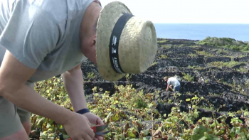 Quebra de uva no Pico atinge 50% e pode colocar em causa a continuidade