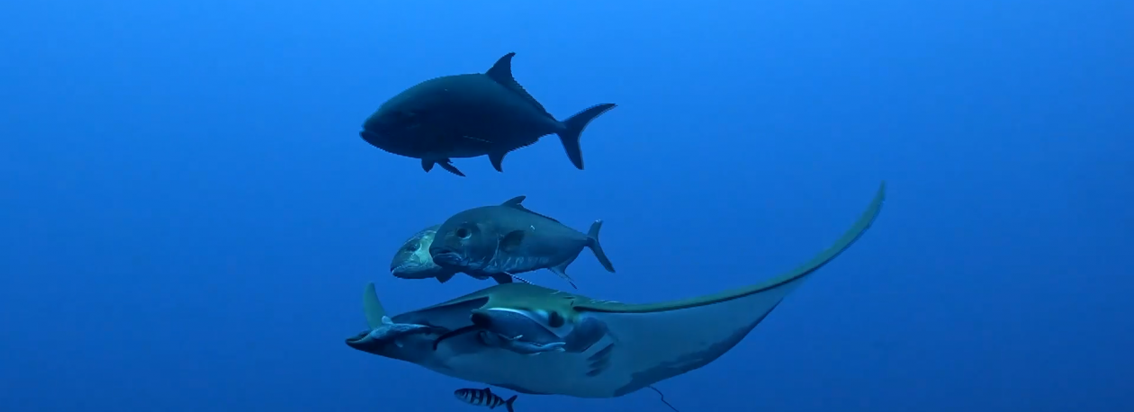 Criação de novas Áreas Marinhas Protegidas gera contestação no Parlamento