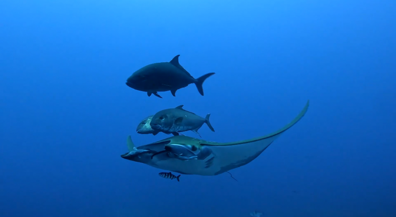 Criação de novas Áreas Marinhas Protegidas gera contestação no Parlamento