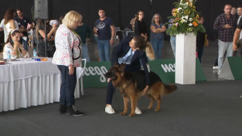 Exposição Canina na Ribeira Grande com número recorde de participantes