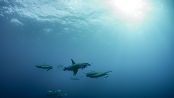 Fundação Oceano Azul congratula Açores pela aprovação da Rede de Áreas Marinhas Protegidas