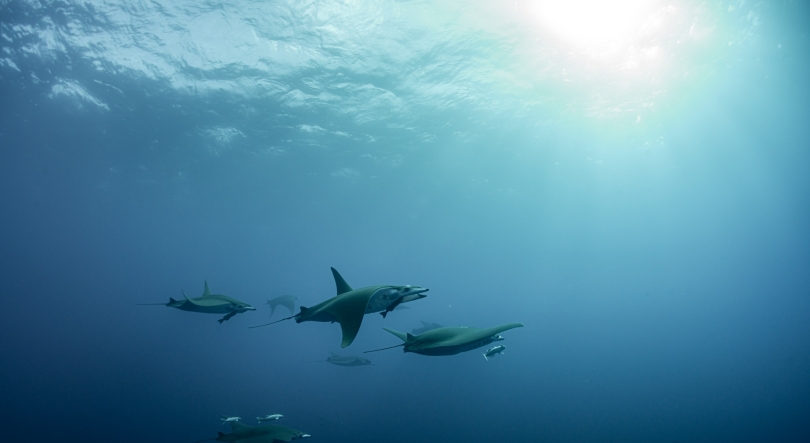 Fundação Oceano Azul congratula Açores pela aprovação da Rede de Áreas Marinhas Protegidas