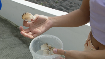 Argonauta Hians: Nova espécie de polvo pelágico identificada nos Açores