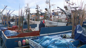 Açores e Madeira reivindicam aumento da quota do atum para 8 mil toneladas