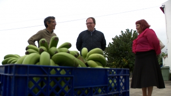 Chega defende apoio regional à produção de banana entregue diretamente aos produtores