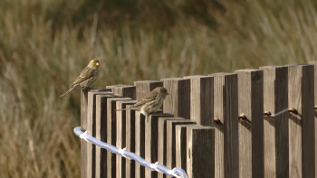 Azores Birdwatching resultou numa parceria da MiratecArts com Câmara das Lajes do Pico