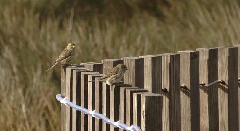 Azores Birdwatching resultou numa parceria da MiratecArts com Câmara das Lajes do Pico