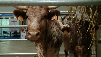 Expocarne 2024 reúne mais de 40 bovinos das raças de carne criadas na ilha Terceira