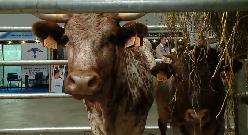 Expocarne 2024 reúne mais de 40 bovinos das raças de carne criadas na ilha Terceira