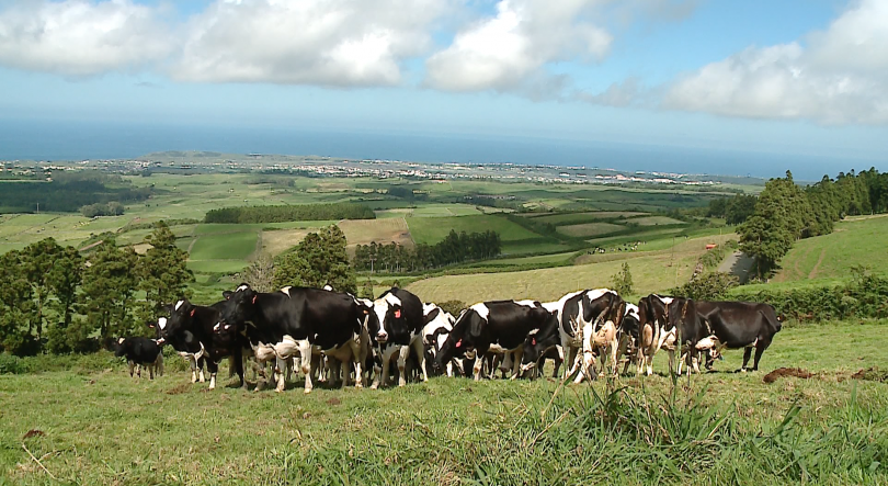 Agricultores da Terceira ameaçam bloquear aeroporto se o preço do leite não subir 