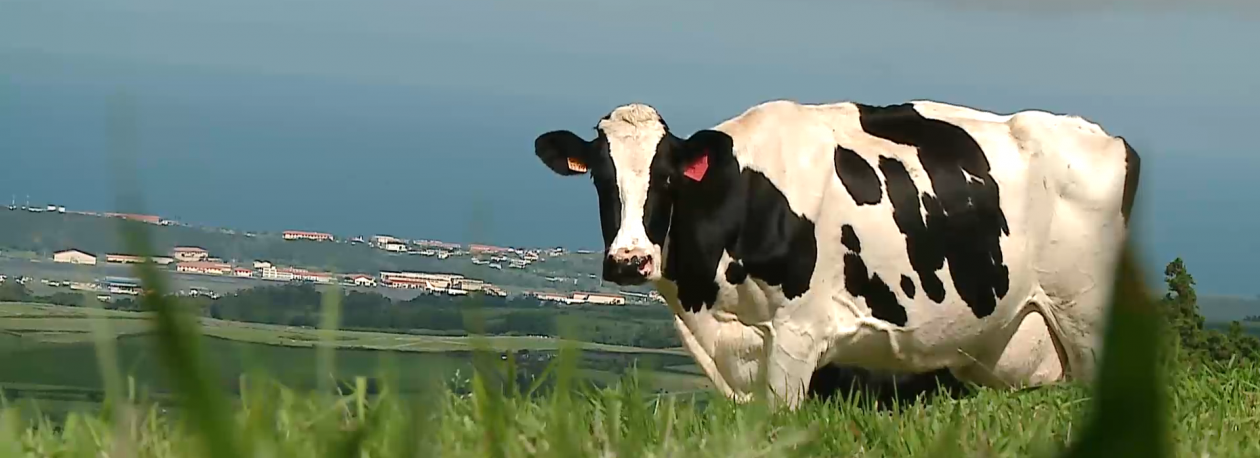 Produtores de Leite na Terceira ameaçam bloquear acessos à ilha