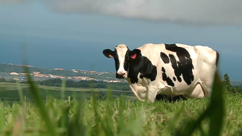 Produtores de Leite na Terceira ameaçam bloquear acessos à ilha