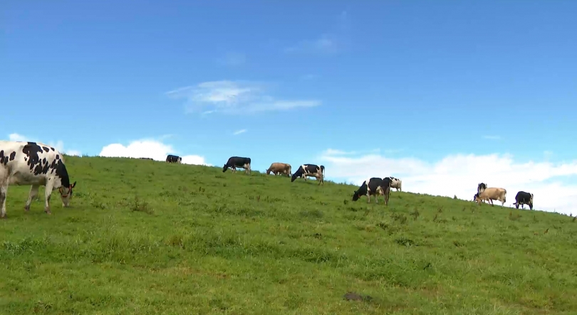 Aprovada em Conselho de Governo atribuição de 3M€ aos agricultores anunciados pela República em julho