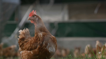 Gripe das Aves: Macau e Hong Kong suspendem importações da zona de Lisboa