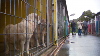 Ordem dos Médicos Veterinários apela à responsabilização dos proprietários de animais abandonados