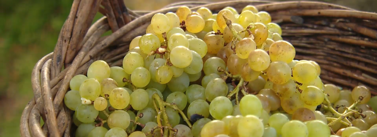 Imagem de 7 Municípios dos Açores vão apresentar candidatura conjunta à “Cidade Europeia do Vinho 2026”