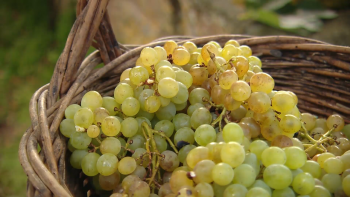 7 Municípios dos Açores vão apresentar candidatura conjunta à “Cidade Europeia do Vinho 2026”