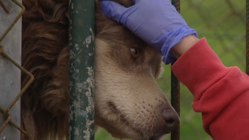 Abandono de animais preocupa autarquia de Angra do Heroísmo