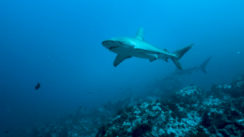 Imagem de Tecnologia da Okeanos para observar tubarões tigre da areia foi utilizada na Colômbia 