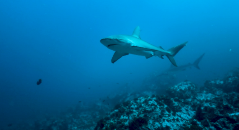 Imagem de Tecnologia da Okeanos para observar tubarões tigre da areia foi utilizada na Colômbia 