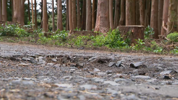 Imagem de Estrada Regional no Faial gera descontentamento aos utilizadores 