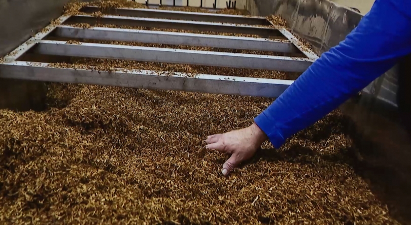 Imagem de História da Fábrica de Tabaco Micaelense em exposição até 9 de abril