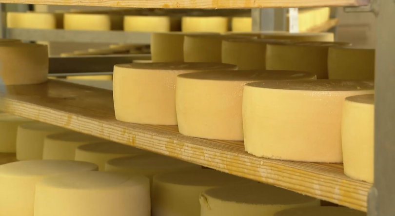 Cooperativas de laticínios de São Jorge com dificuldades em escoar queijo