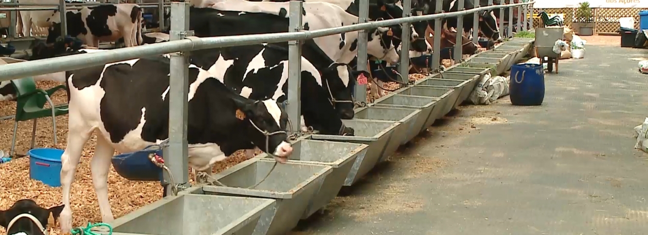 Imagem de Abriu portas a Agroter, a Feira Agrícola da Terceira 