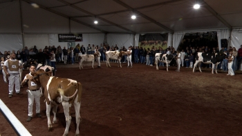 Imagem de Feira Agrícola de São Jorge com forte adesão dos agricultores da ilha
