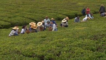 Imagem de Mais de 100 figurantes participaram na recriação histórica da apanha de chá