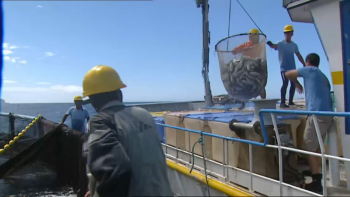 Imagem de Açores e Madeira reforçam cooperação na aquacultura