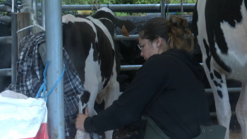 Imagem de Curso prepara bovinos Holstein Frísia para concursos em São Jorge