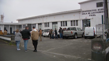 Imagem de Presidente da Cooperativa de Lacticínios do Faial demite-se