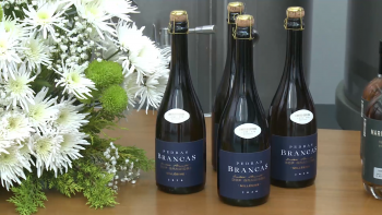 Imagem de Lançado primeiro vinho espumante da Graciosa com edição limitada de 840 garrafas