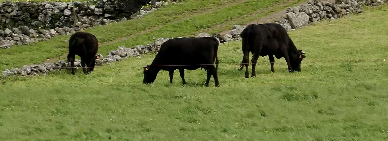 Imagem de Gado retido na Graciosa: Associação dos Agricultores denuncia dificuldades no transporte