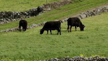 Imagem de Gado retido na Graciosa: Associação dos Agricultores denuncia dificuldades no transporte
