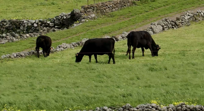 Imagem de Gado retido na Graciosa: Associação dos Agricultores denuncia dificuldades no transporte