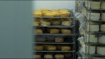 Imagem de Queijo de Santa Maria aposta no mercado nacional com produção diferenciada