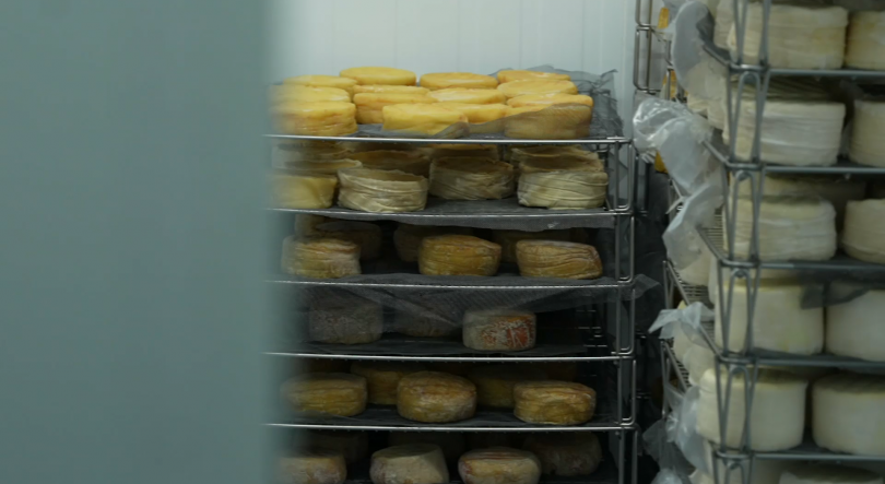 Imagem de Queijo de Santa Maria aposta no mercado nacional com produção diferenciada