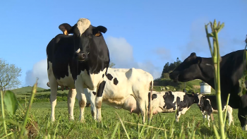 Imagem de Transporte de gado nos Açores: Federação Agrícola denuncia falhas no sistema