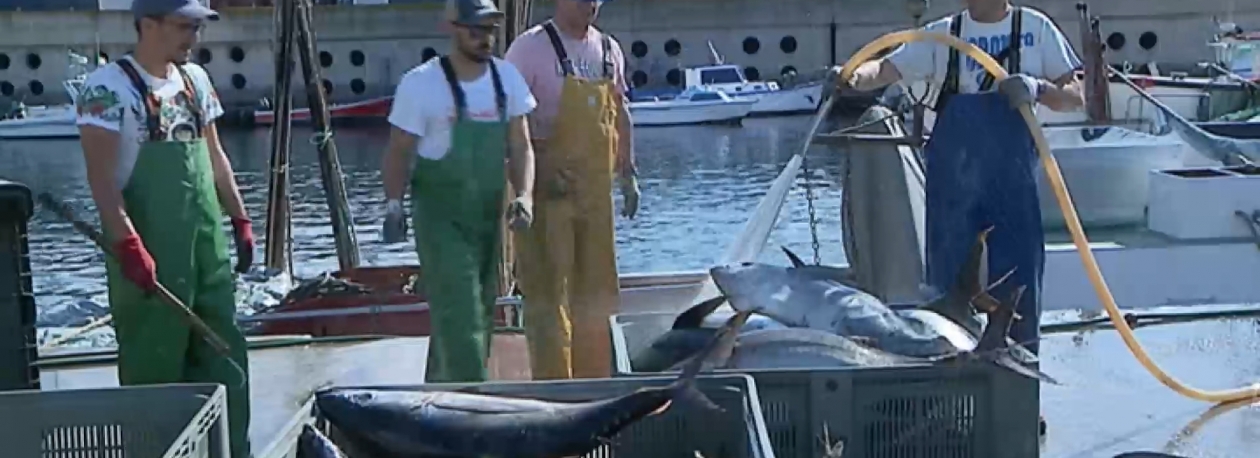 Imagem de Pesca do atum: Restrições na quantidade de captura de algumas espécies