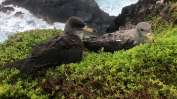 Imagem de Corvinos participam ativamente na conservação e proteção de aves marinhas