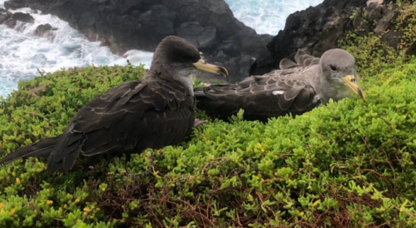 Imagem de Cagarros dos Açores vão permitir monitorizar nível de microplásticos no oceano
