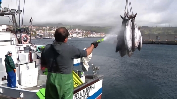Imagem de Ass. Pão do Mar defende continuação da pesca de atum de salto e vara