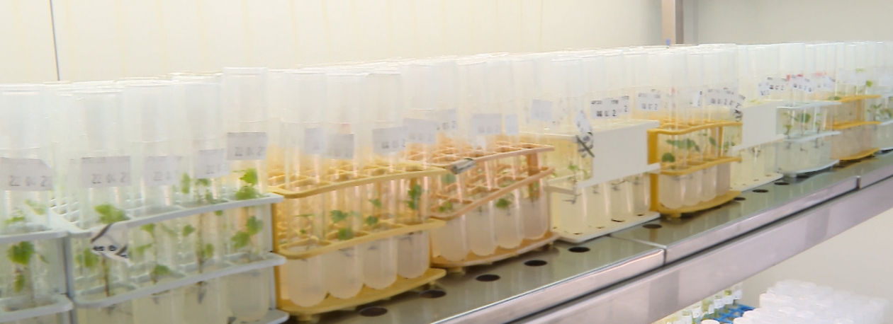 Imagem de Centro de Biotecnologia dos Açores está a produzir vinhedos isentos de vírus