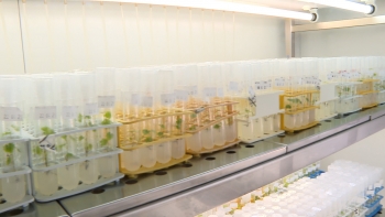 Imagem de Centro de Biotecnologia dos Açores está a produzir vinhedos isentos de vírus