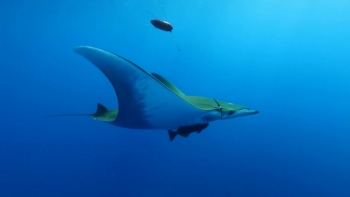 Imagem de MegaMove: Estudo identifica áreas oceânicas críticas para conservação da megafauna