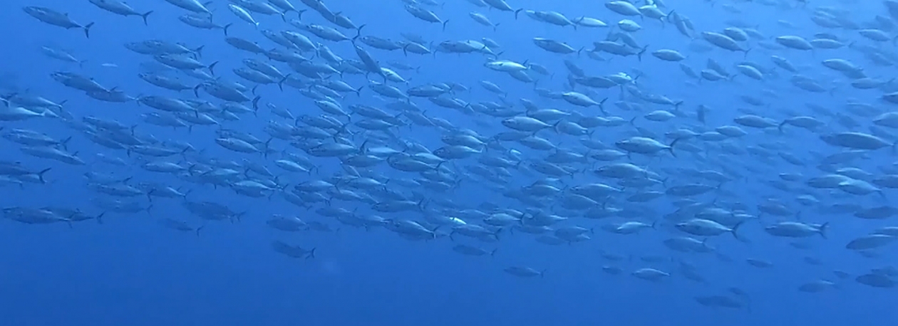 Imagem de Bolieiro anuncia 10M€ da República para apoio aos pescadores