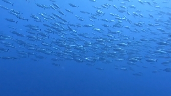 Imagem de Bolieiro anuncia 10M€ da República para apoio aos pescadores